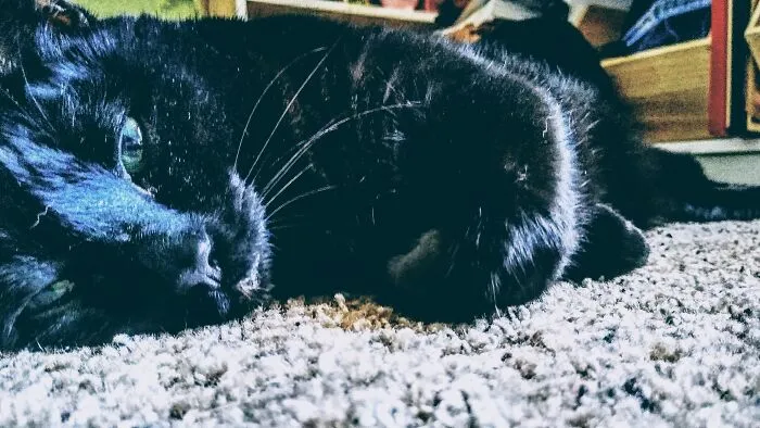This Is Binx. My Family Got Her As A Small Kitten Only A Few Months Old. She Almost Died The First Night She Stayed With Us And Would Have Died If She Stayed At The Shelter She  Was At Because She Was Really Sick.