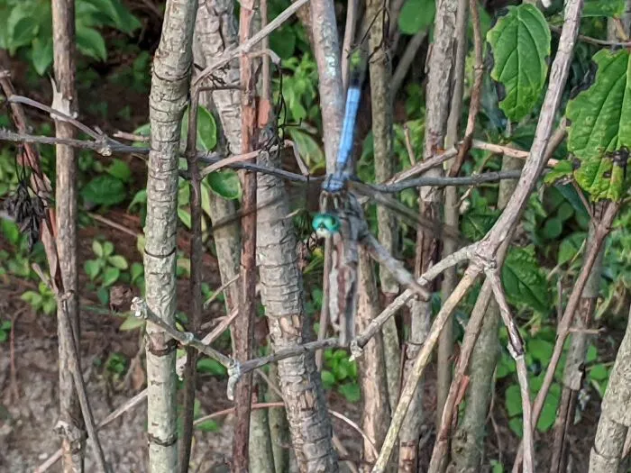 Dragonfly