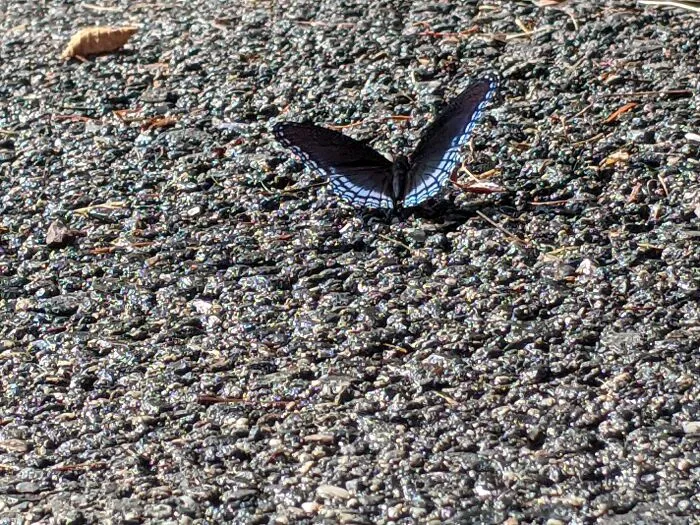 Butterfly