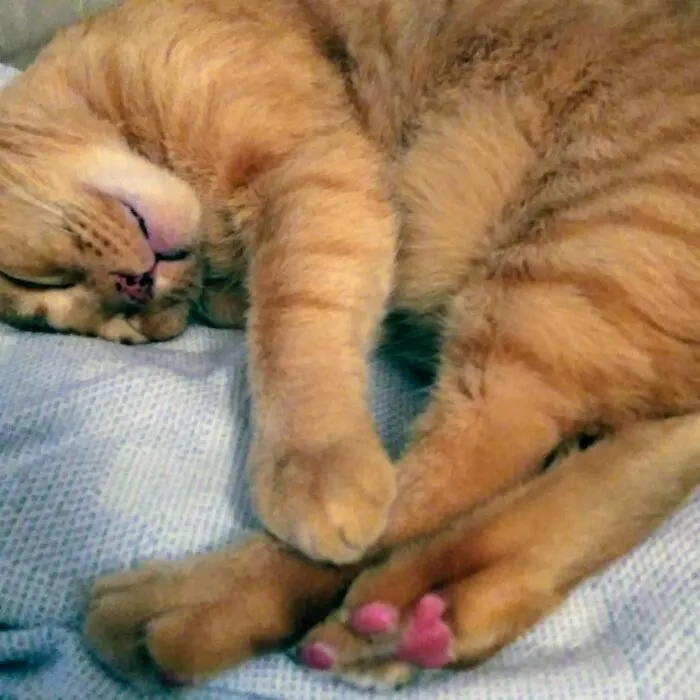 Sweet Boy Boo