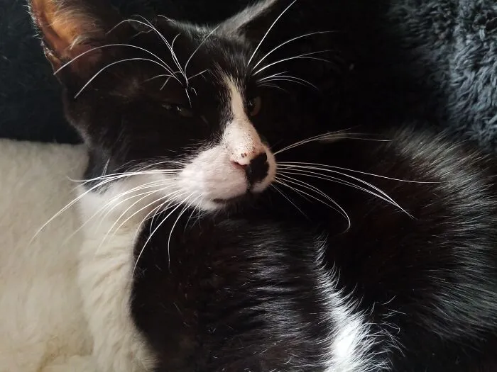 Moana The 3 Legged Ex Stray  He Is Super Sweet And A Cuddle Bug