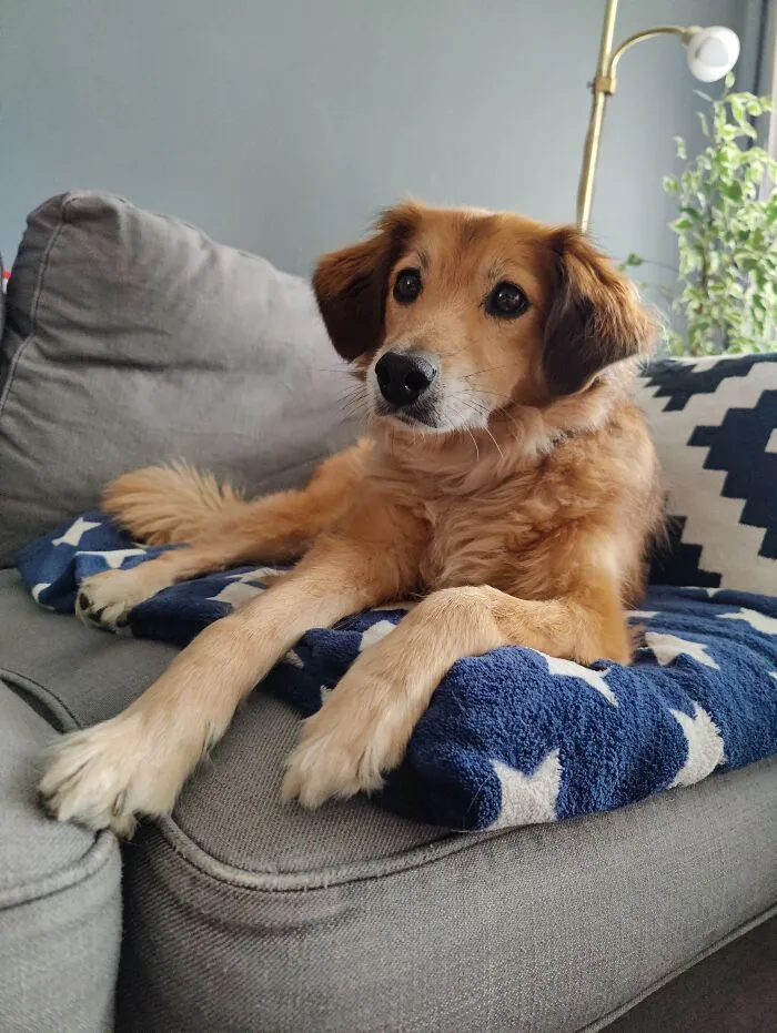 Ginger, Spent 5 Years On A Chain, Rescued When He Was Barely Alive. Now He Is 10 And Having Good Time