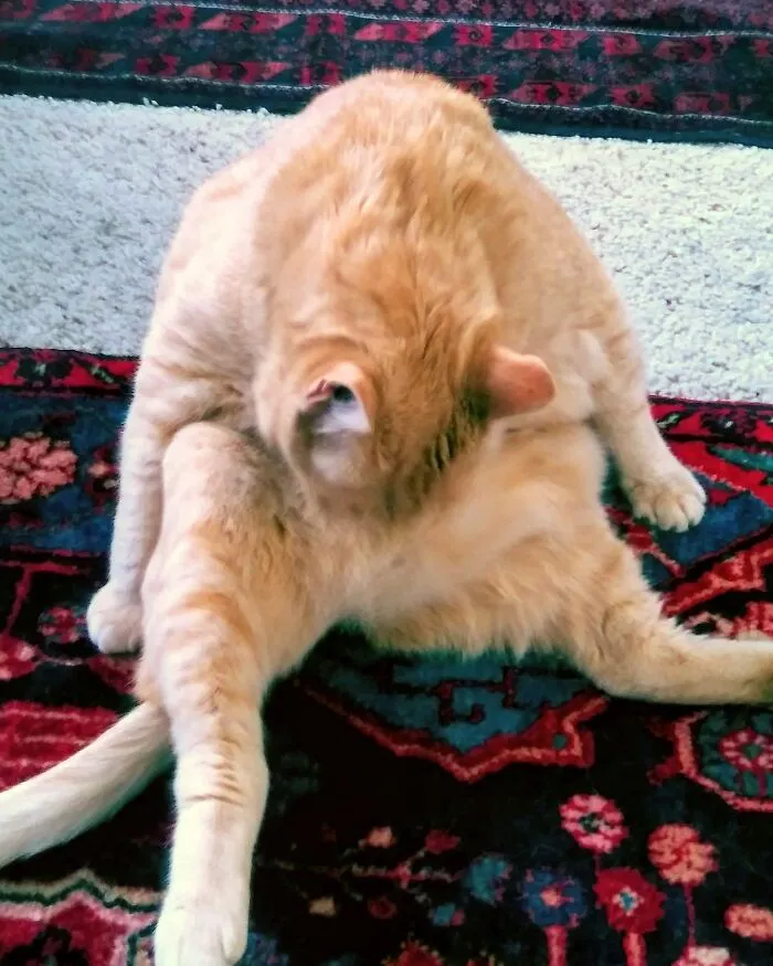 Kitty Meowga
