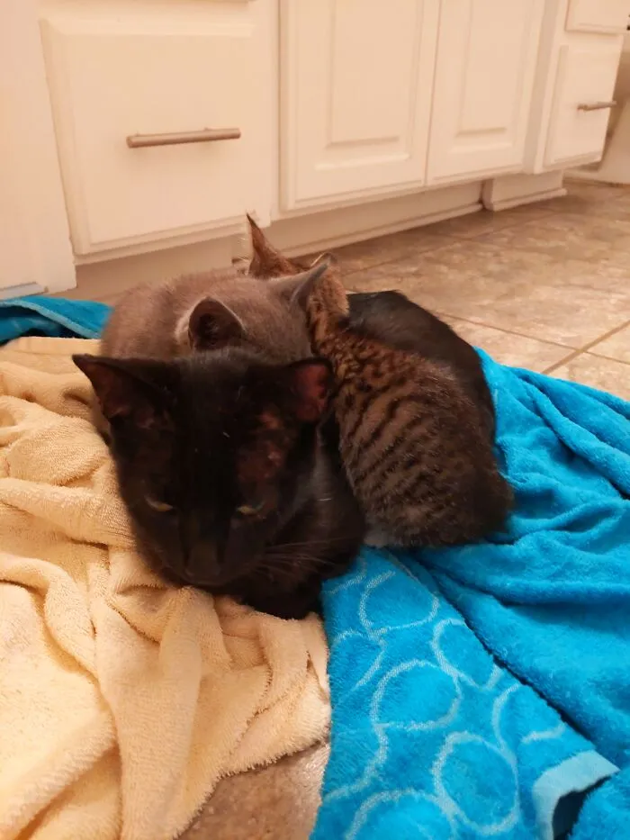Rescued These Three In My Grandma's Yard After Somebody Dumped Them. Mama Cat And Gray Are Going To My Aunt's, But We're Keeping Tiger.