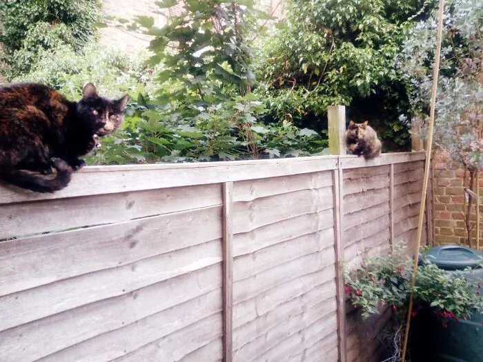 Giz And Sas - Protectors Of The Garden. Not!