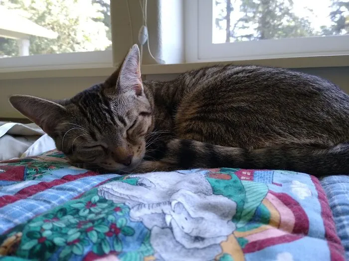 Sydney, Domestic Short Hair, 5 Months