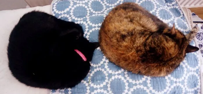 Spiral And Sas. They Hate Each Other But Not When Asleep!