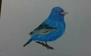 I Draw Birds And Here Are The Best Ones. 
(7 Pics)