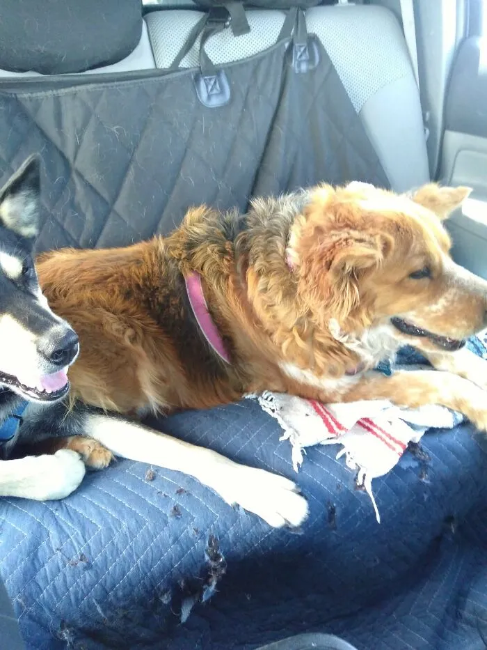 These Two Enjoying The Ride Home