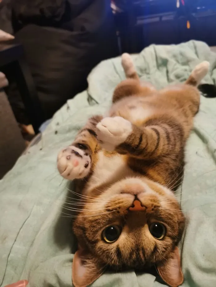 This Is Ani, About 2 Years Old In The Picture. He's A Good Boy (Most Of The Time)