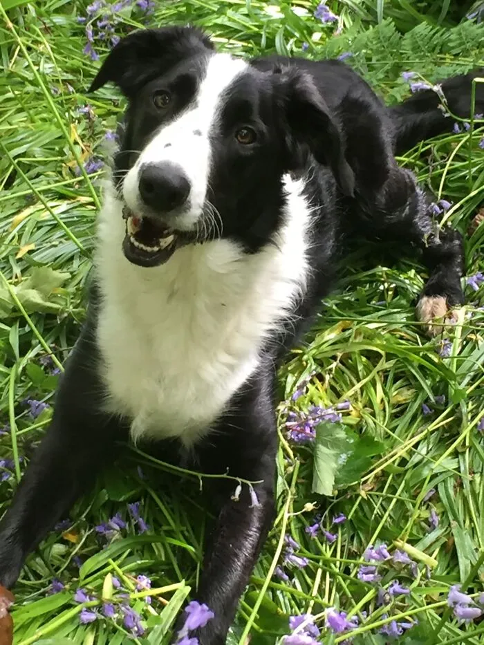 This Is Shilo.  We Rescued Him 7 Years Ago.  He Was Found As A New Born Puppy With His 3 Brothers And His Young Mother.  We Were Still Grieving The Loss Of Our Last Dog Who Had Recently Died.  Shilo Came Into Our Lives And Really Helped Us Through Everything. He Rescued Us As Much As We Rescued Him.  We Love Him So Much.