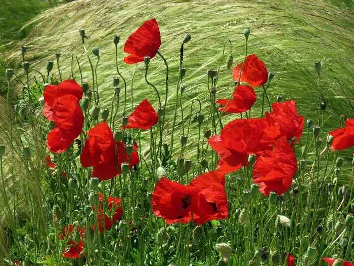 Amapolas en las praderas en verano