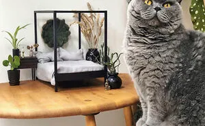 9 Cats Inside Dollhouses That Shake Things Up