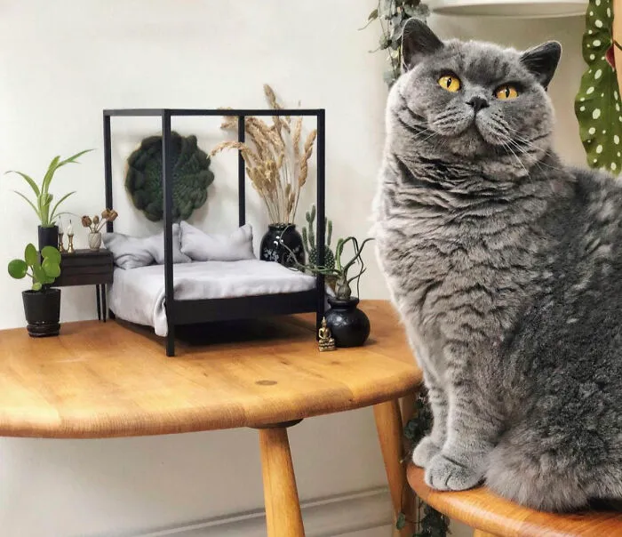 9 Cats Inside Dollhouses That Shake Things Up
