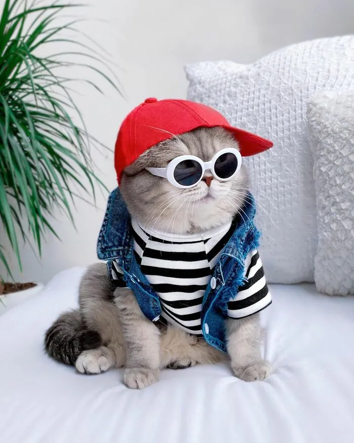 Este gato abandonado encontró un nuevo hogar y causa furor en Instagram con sus lindos atuendos