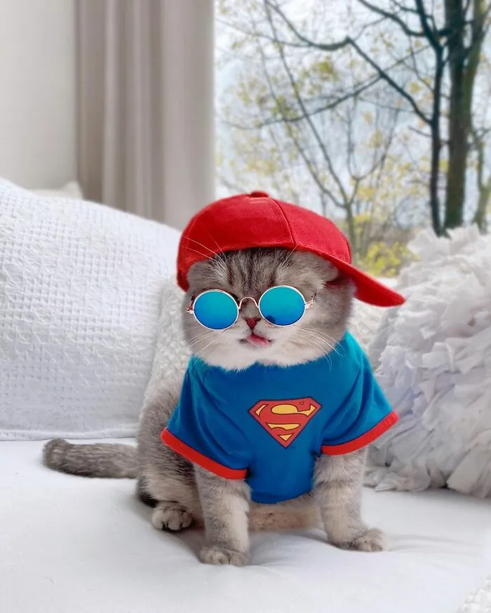Este gato abandonado encontró un nuevo hogar y causa furor en Instagram con sus lindos atuendos