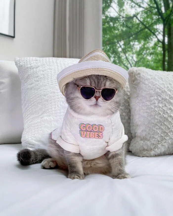 Abandoned Cat Finds A New Home And Becomes An Instagram Sensation With Its Cute Outfits (30 Pics)