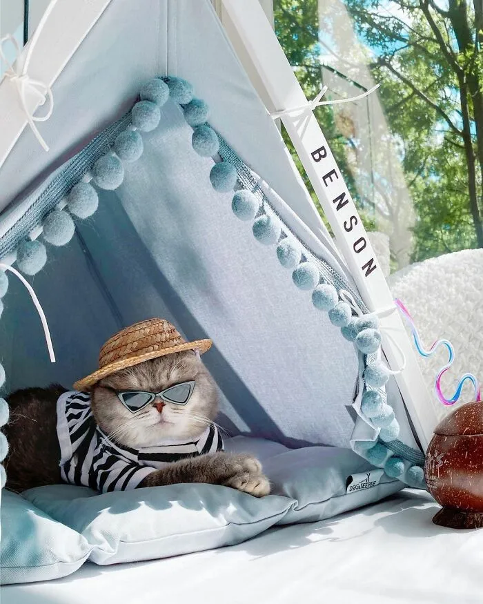 Abandoned Cat Finds A New Home And Becomes An Instagram Sensation With Its Cute Outfits (30 Pics)