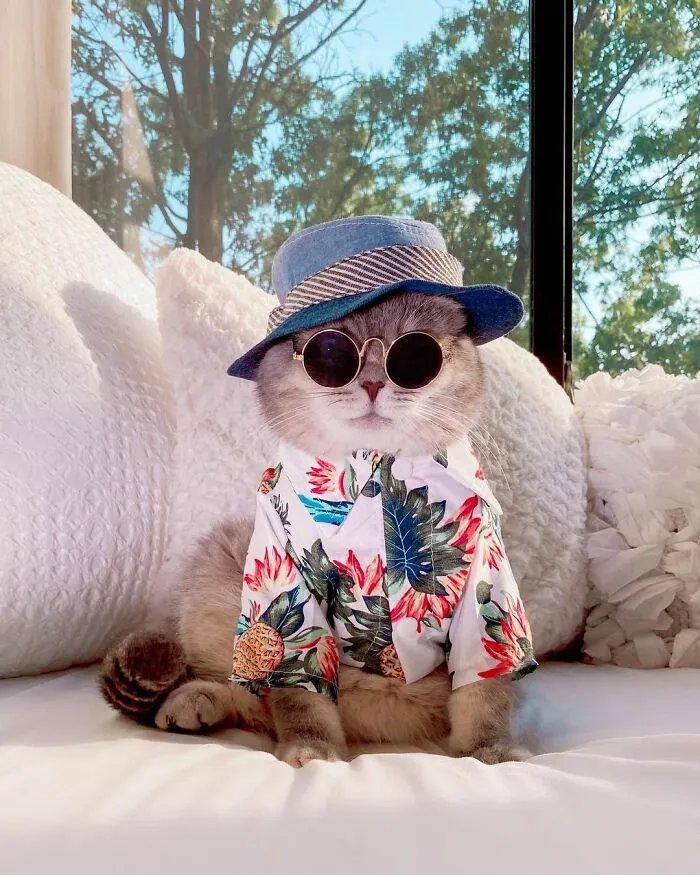 Abandoned Cat Finds A New Home And Becomes An Instagram Sensation With Its Cute Outfits (30 Pics)