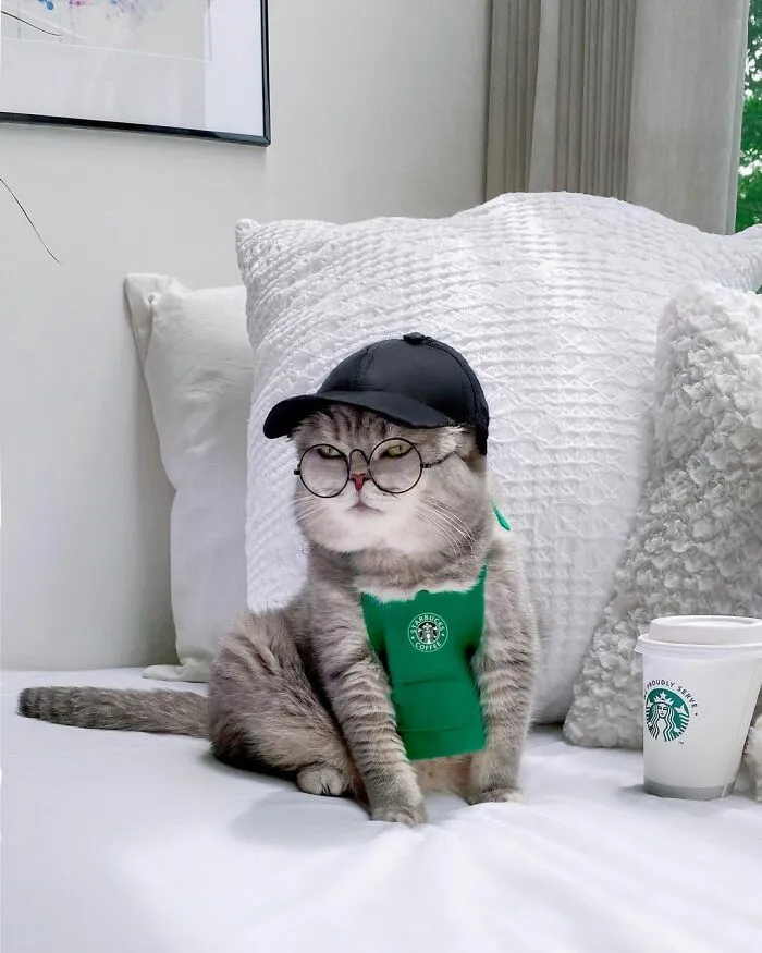 Este gato abandonado encontró un nuevo hogar y causa furor en Instagram con sus lindos atuendos
