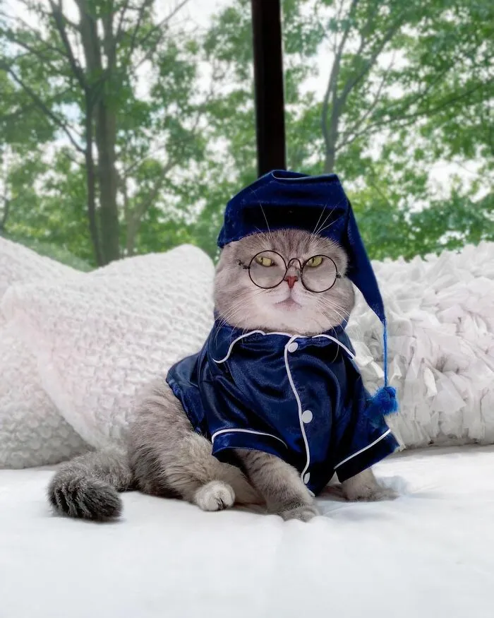 Abandoned Cat Finds A New Home And Becomes An Instagram Sensation With Its Cute Outfits (30 Pics)