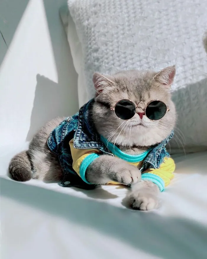Abandoned Cat Finds A New Home And Becomes An Instagram Sensation With Its Cute Outfits (30 Pics)