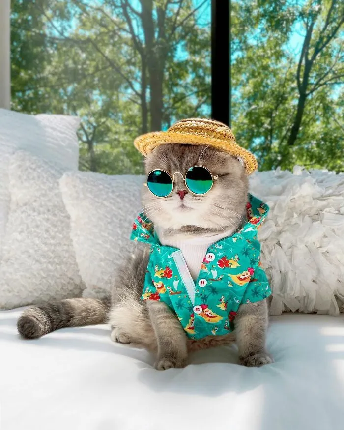 Este gato abandonado encontró un nuevo hogar y causa furor en Instagram con sus lindos atuendos