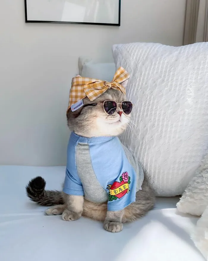 Abandoned Cat Finds A New Home And Becomes An Instagram Sensation With Its Cute Outfits (30 Pics)