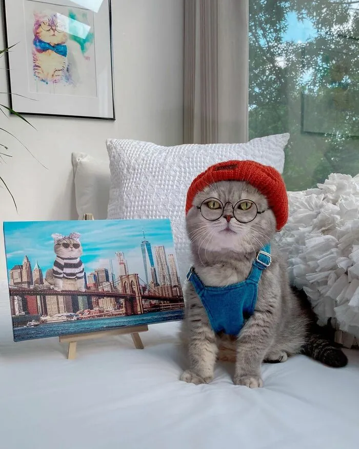 Este gato abandonado encontró un nuevo hogar y causa furor en Instagram con sus lindos atuendos