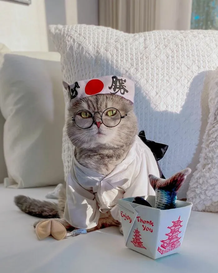 Este gato abandonado encontró un nuevo hogar y causa furor en Instagram con sus lindos atuendos