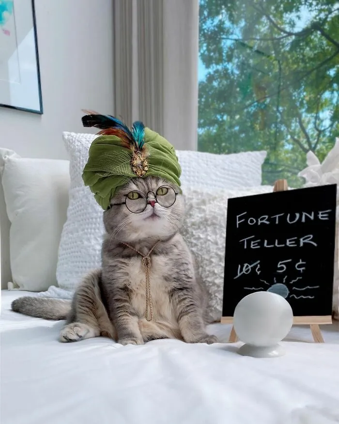 Este gato abandonado encontró un nuevo hogar y causa furor en Instagram con sus lindos atuendos