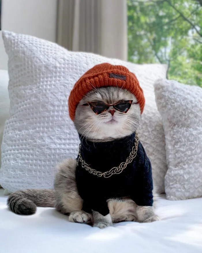 Abandoned Cat Finds A New Home And Becomes An Instagram Sensation With Its Cute Outfits (30 Pics)