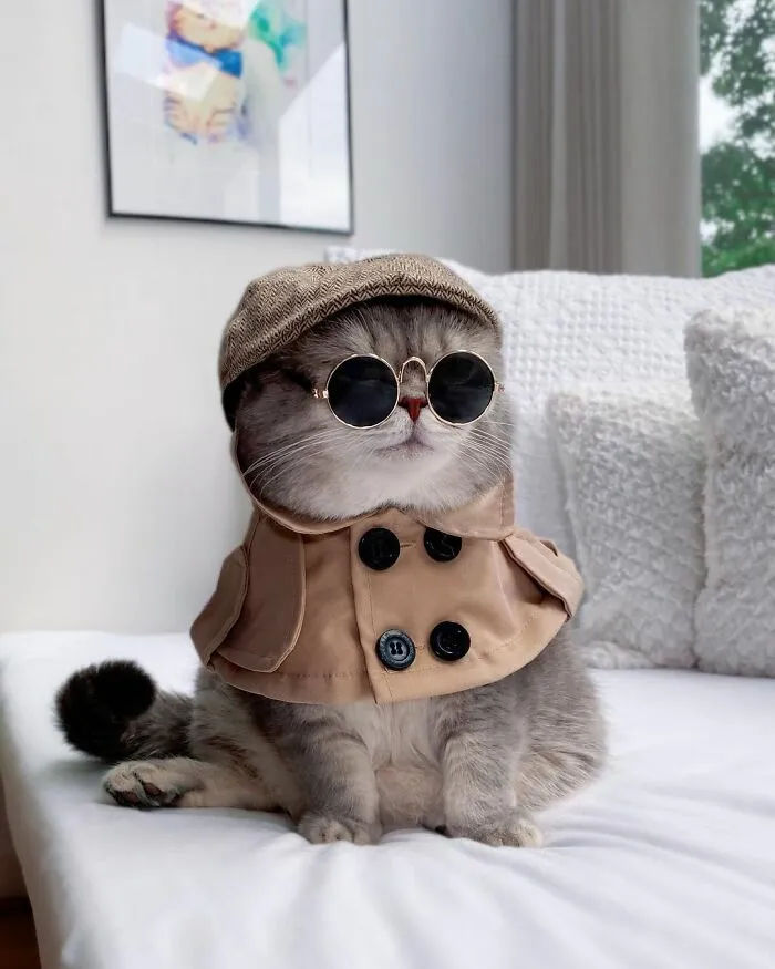 Este gato abandonado encontró un nuevo hogar y causa furor en Instagram con sus lindos atuendos