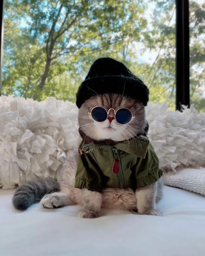 Este gato abandonado encontró un nuevo hogar y causa furor en Instagram con sus lindos atuendos