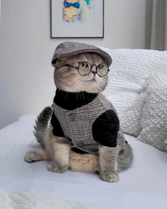 Abandoned Cat Finds A New Home And Becomes An Instagram Sensation With Its Cute Outfits (30 Pics)