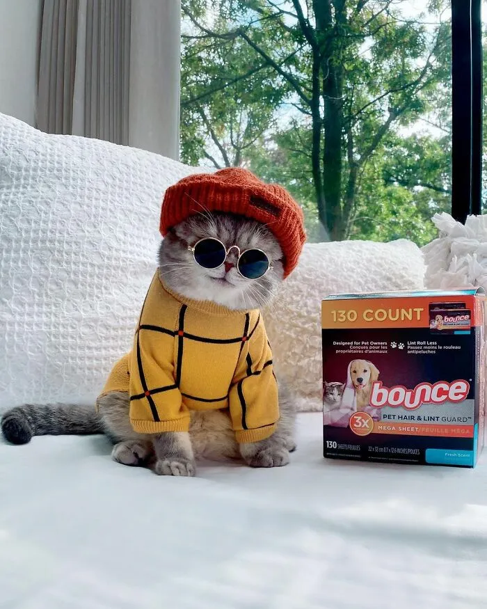 Este gato abandonado encontró un nuevo hogar y causa furor en Instagram con sus lindos atuendos