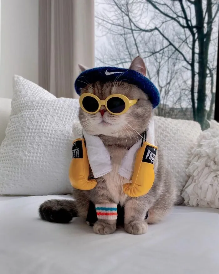 Abandoned Cat Finds A New Home And Becomes An Instagram Sensation With Its Cute Outfits (30 Pics)