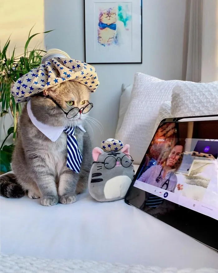 Este gato abandonado encontró un nuevo hogar y causa furor en Instagram con sus lindos atuendos