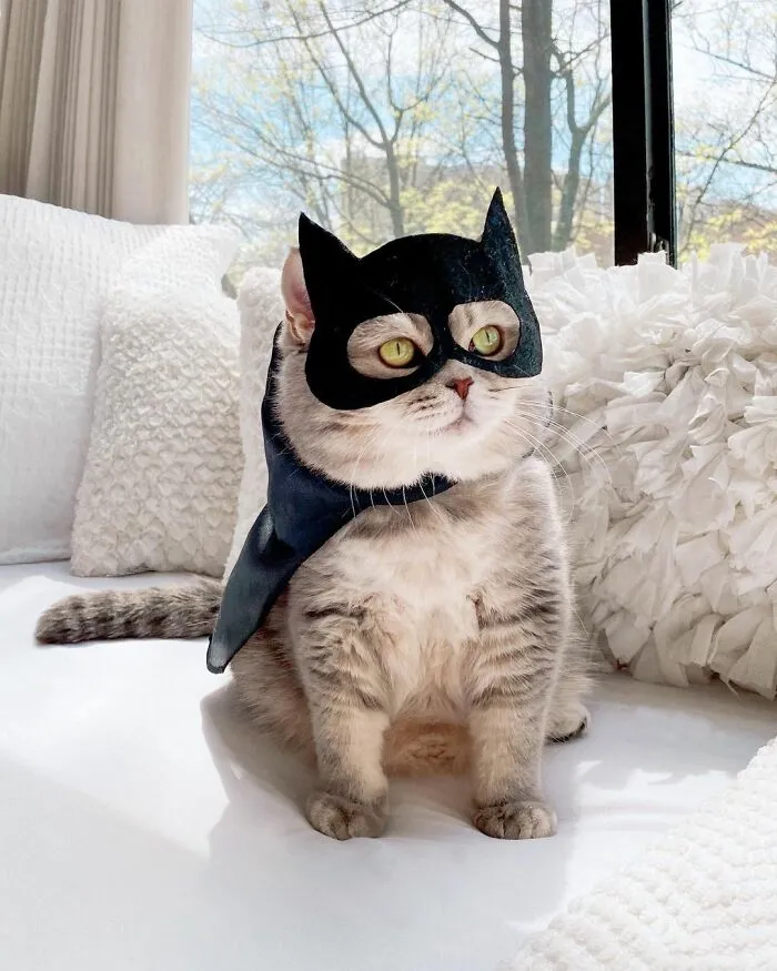 Este gato abandonado encontró un nuevo hogar y causa furor en Instagram con sus lindos atuendos
