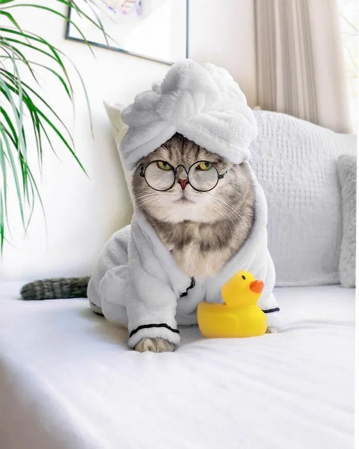 Este gato abandonado encontró un nuevo hogar y causa furor en Instagram con sus lindos atuendos