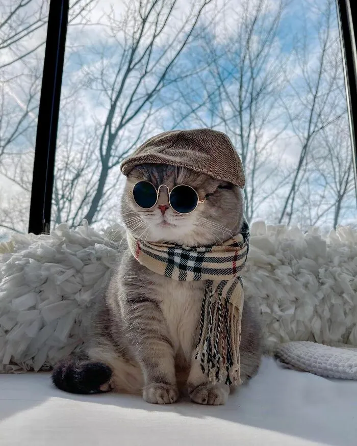Este gato abandonado encontró un nuevo hogar y causa furor en Instagram con sus lindos atuendos