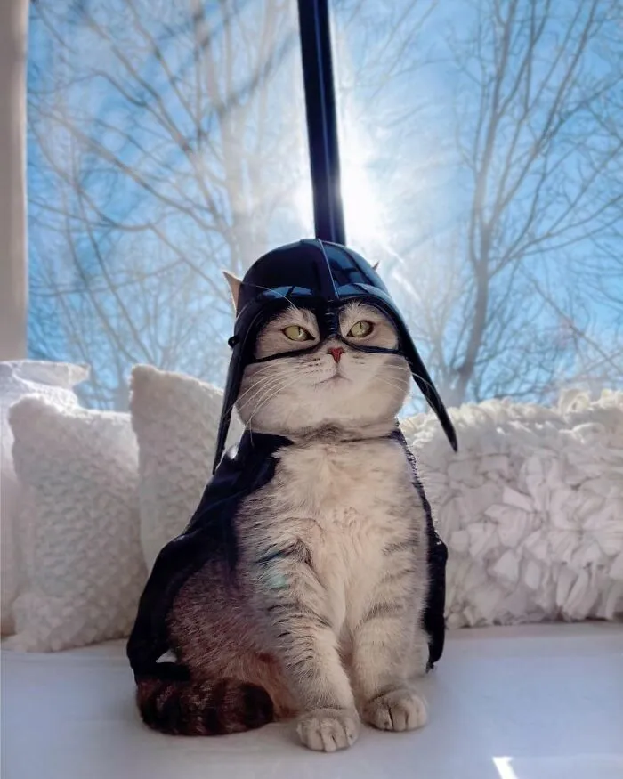 Este gato abandonado encontró un nuevo hogar y causa furor en Instagram con sus lindos atuendos