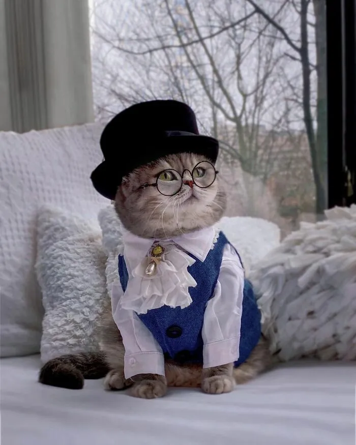 Este gato abandonado encontró un nuevo hogar y causa furor en Instagram con sus lindos atuendos