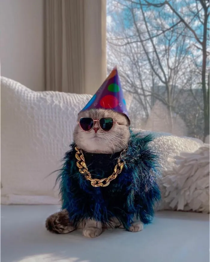 Este gato abandonado encontró un nuevo hogar y causa furor en Instagram con sus lindos atuendos