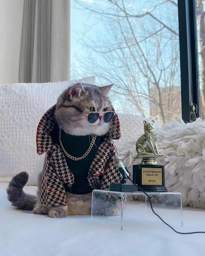 Este gato abandonado encontró un nuevo hogar y causa furor en Instagram con sus lindos atuendos