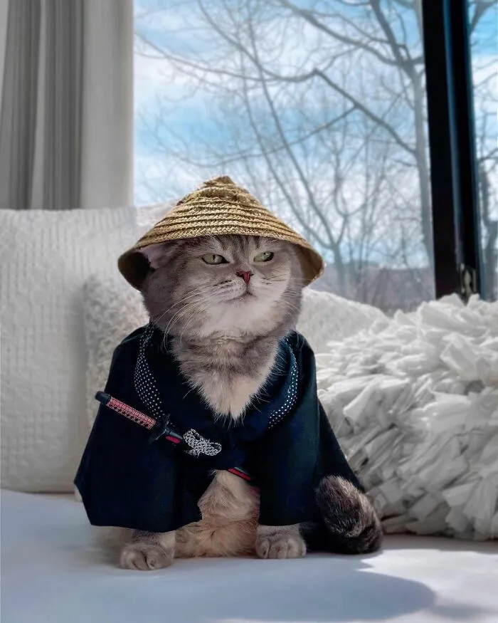 Este gato abandonado encontró un nuevo hogar y causa furor en Instagram con sus lindos atuendos