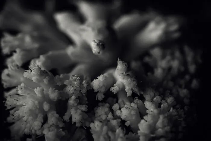 Photographer Creates Series With Foods From His Daily Life In The Pandemic (10 Pics)