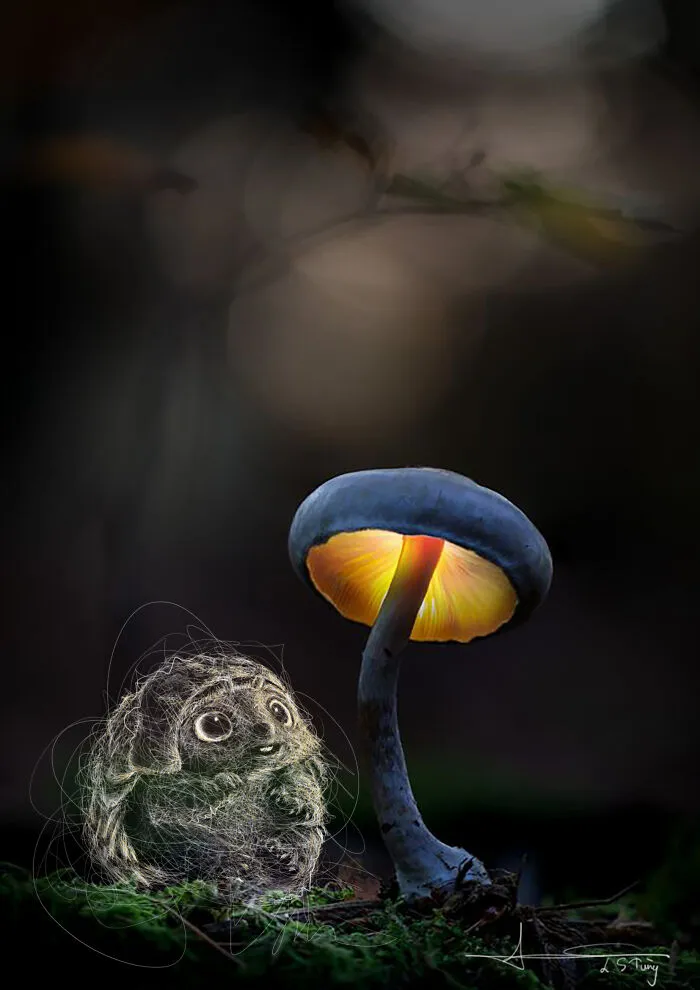 My Illustrations Of Animals And Cute Things In The Forest