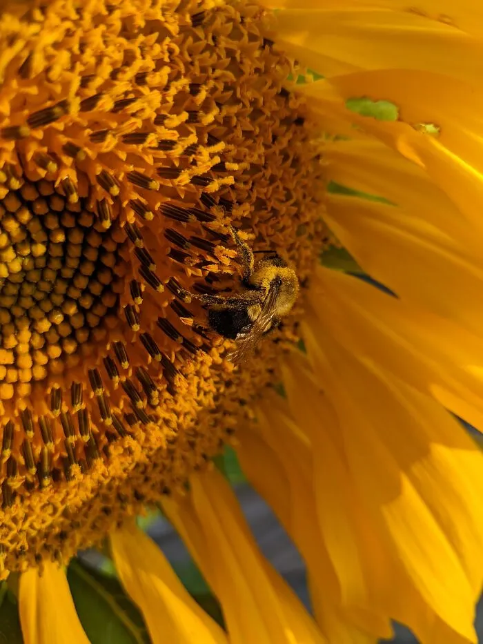 Pollinator