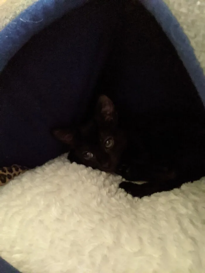 🐈‍⬛
